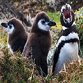 pinguinos_de_magallanes_120