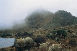 Paramo