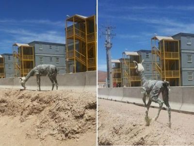 guanaco contaminado