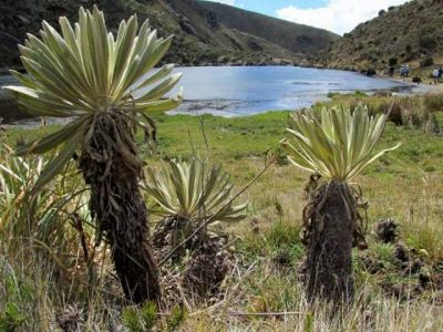 paramo colombia