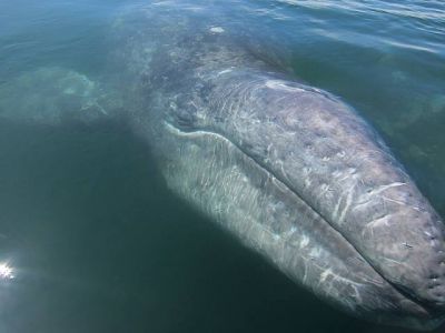 ballena gris mexico