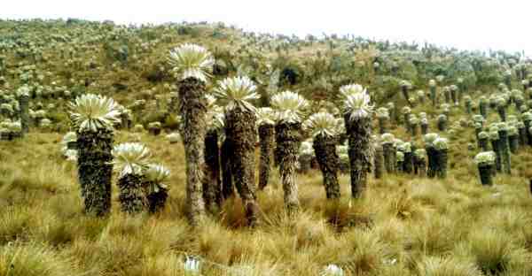 Paramo colombia