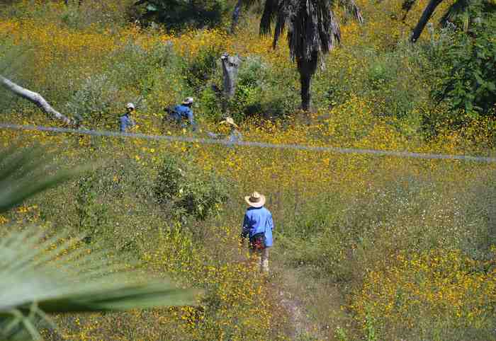 Cotidiana Carrizalillo Guerrero 2