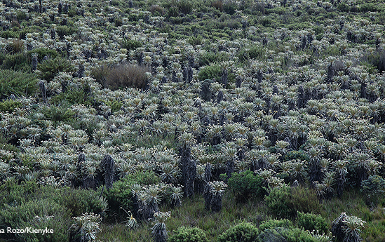 Paramo de Pisba P 549x345