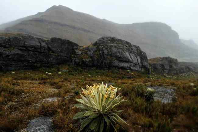 paramos colombianos