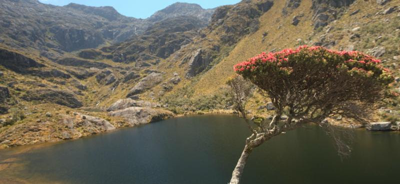 paramo de santurban colombia