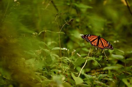 mariposa